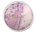 AGAR CROMOGÊNICO SALMONELLA. FRASCO 500 G