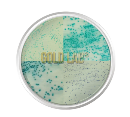 AGAR CROMOGÊNICO STAPHYLOCOCCUS AUREUS. FRASCO 500 G