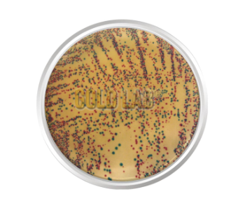 AGAR CROMOGÊNICO E.COLI ENTEROBACTÉRIA. FRASCO 500 G